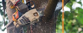Professional Tree Care in Elk Grove, CA