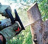 How Our Tree Care Process Works  in  Elk Grove, CA