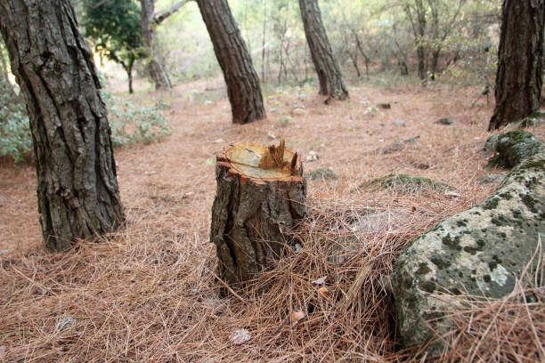 Best Commercial Tree Services  in Elk Grove, CA