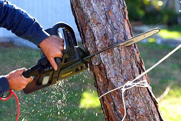 Best Seasonal Cleanup (Spring/Fall)  in Elk Grove, CA
