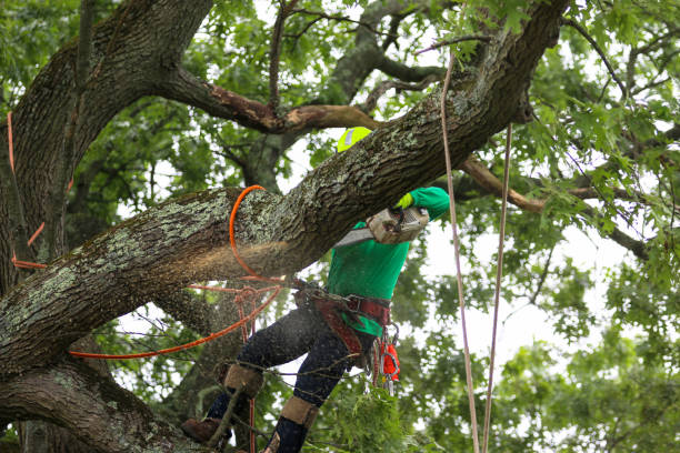 Best Tree and Shrub Care  in Elk Grove, CA