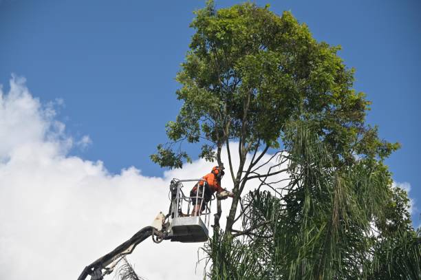 Trusted Elk Grove, CA Tree Care Experts