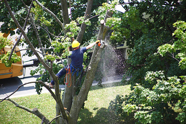 How Our Tree Care Process Works  in  Elk Grove, CA