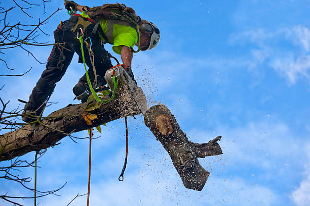 Best Arborist Consultation Services  in Elk Grove, CA