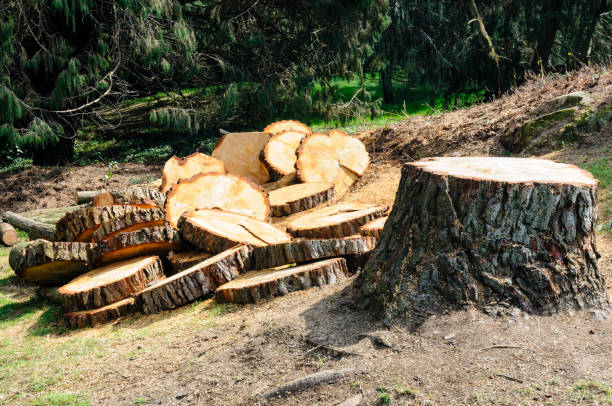Best Tree Trimming and Pruning  in Elk Grove, CA